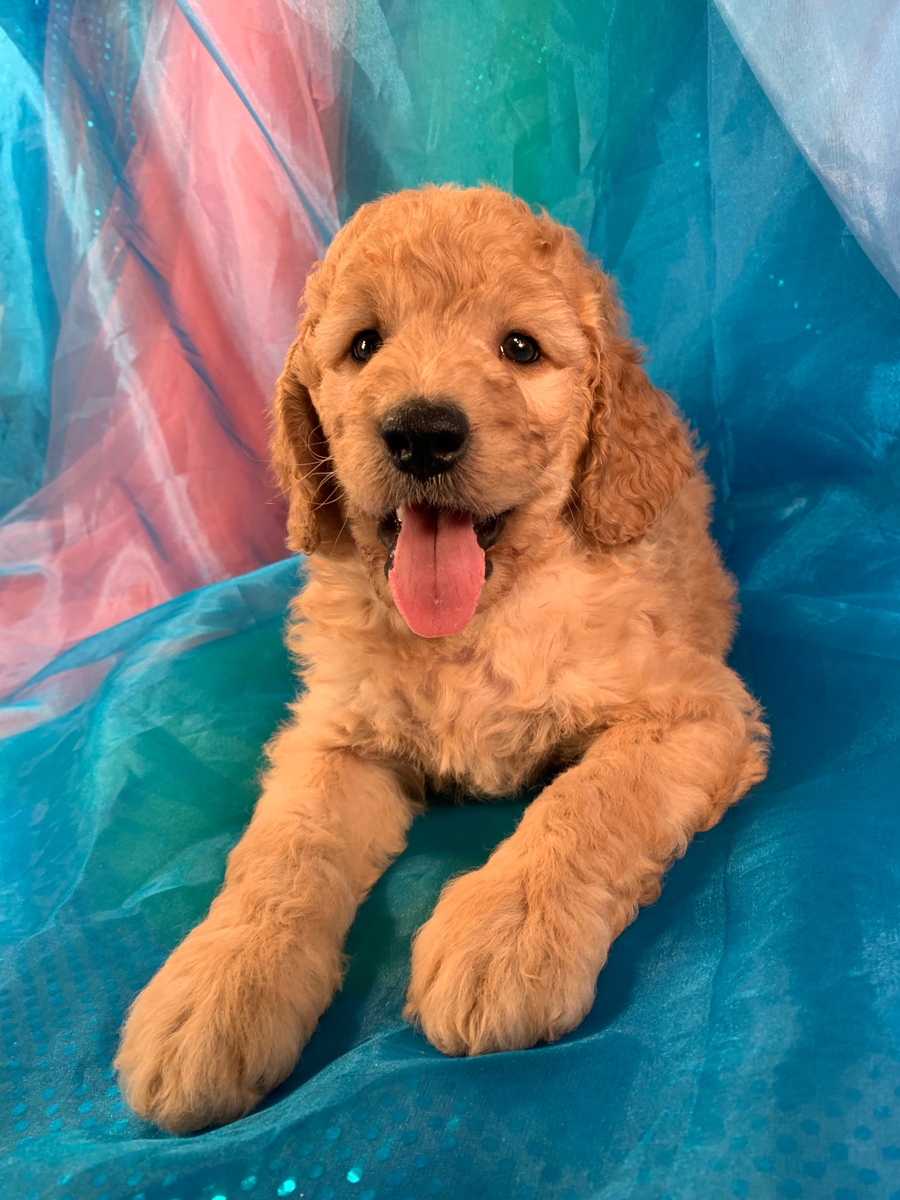 Male F1b Mini Goldendoodle Puppy for Sale DOB 5-22-2022 $1800